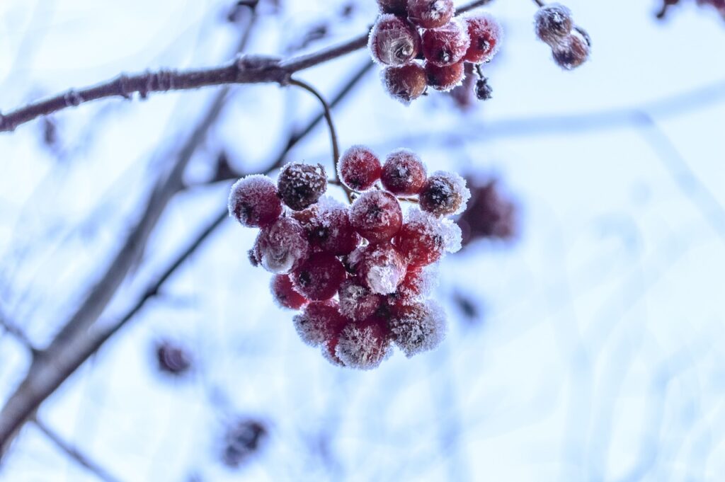rosehips, garden, frost-1075830.jpg